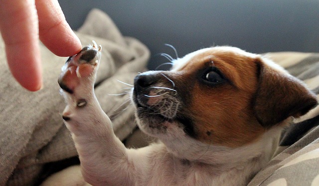 malý jack russell